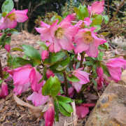 Link to the new plants added January 16, 2026 - Image of Helleborus x lemperii 'Walberton's Rosemary' PP 19,439