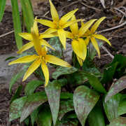 Link to the new plants added January 30, 2026 - Image of Erythronium rostratum 'Texas Runner'