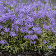 Link to the new plants added March 13, 2026 - Image of Phlox divaricata 'Blue Ribbons' PP 34,928