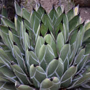 Link to the new plants added March 27, 2026 - Image of Agave nickelsiae