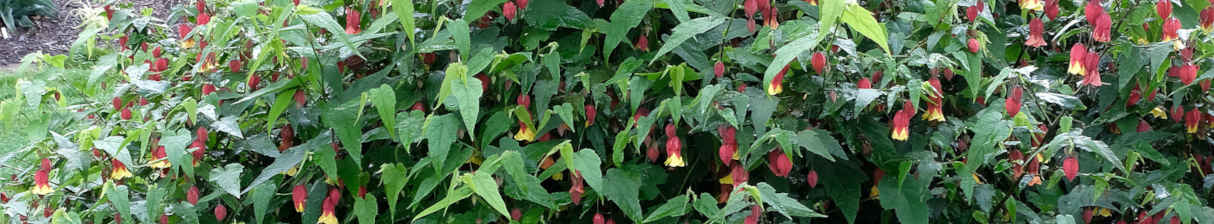 Abutilon