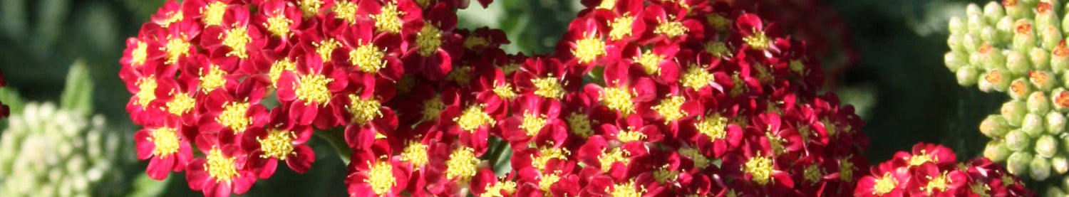 Achillea