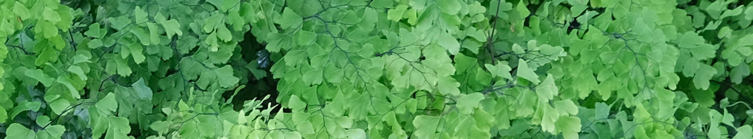 Adiantum