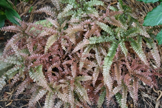Image of Adiantum hispidulum 'Mt. Haleakala' taken at Juniper Level Botanic Gdn, NC by JLBG