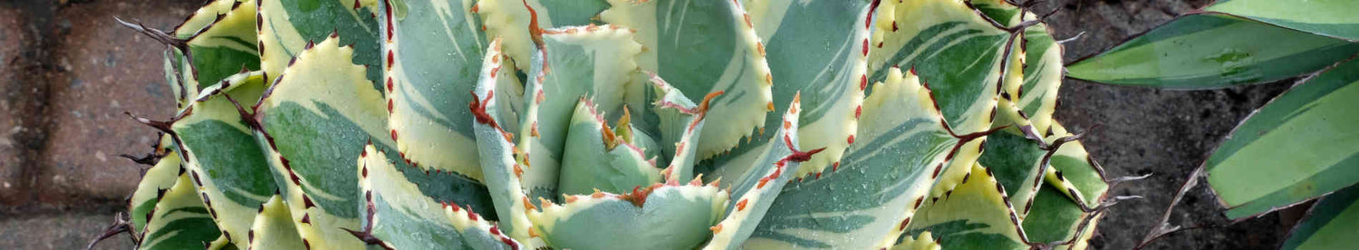 Drought Tolerant Plants