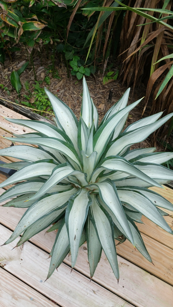Image of Agave desmettiana 'Quicksilver' taken at Juniper Level Botanic Gdn, NC by JLBG