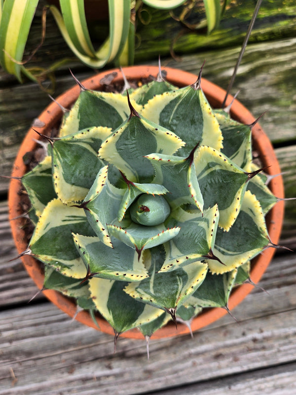 Image of Agave 'Good Morning' taken at Juniper Level Botanic Gdn, NC by JLBG