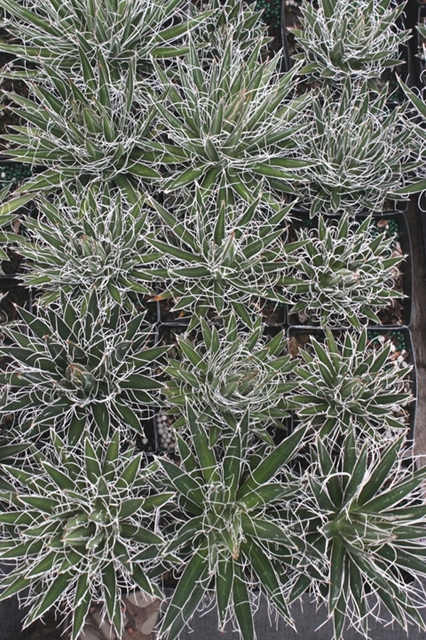 Image of Agave multifilifera 'Basaseachic Falls'||