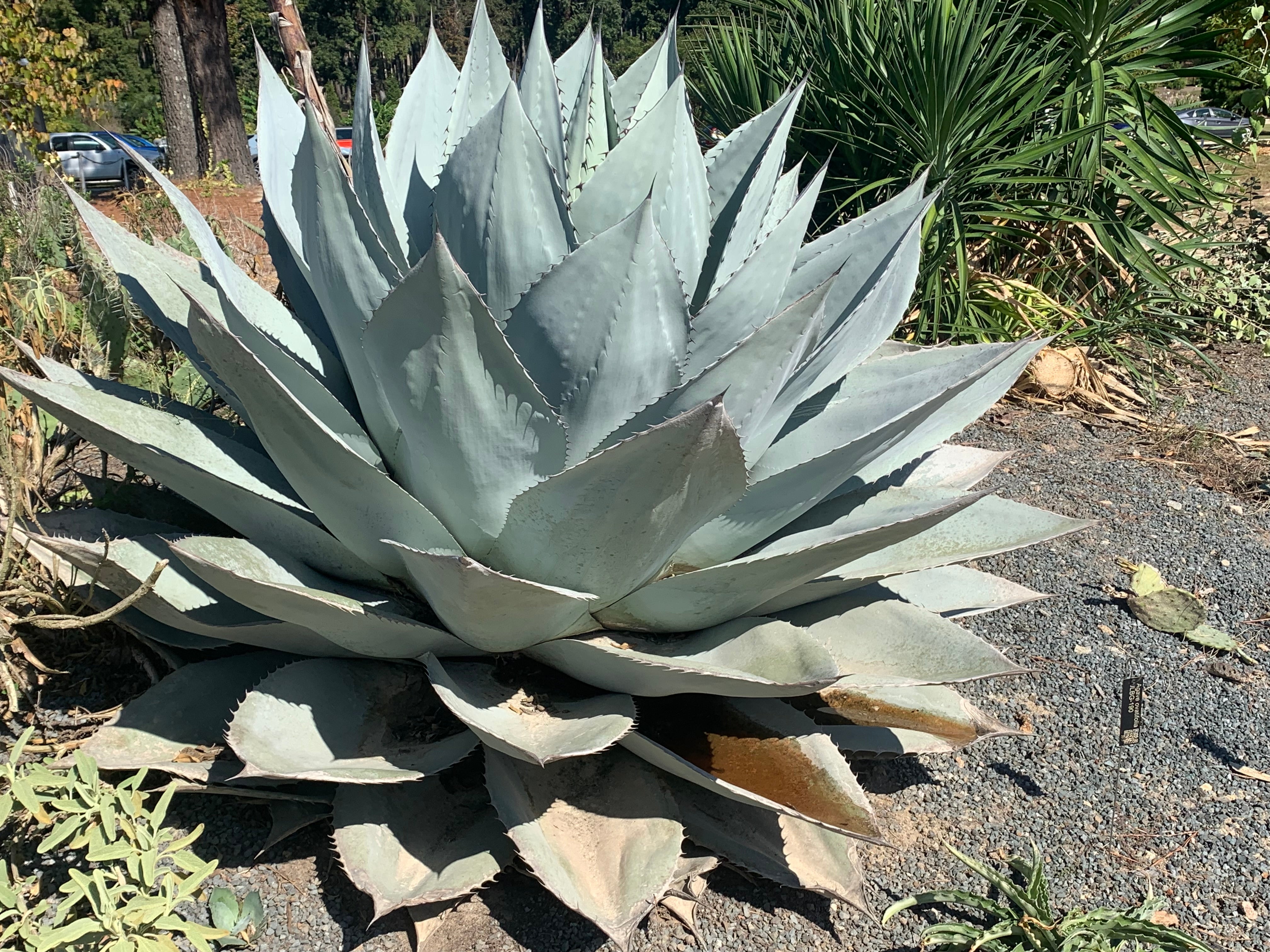 Agave ovatifolia (Whale's Tongue Century Plant)