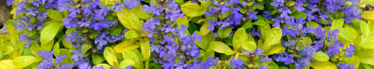 Ajuga