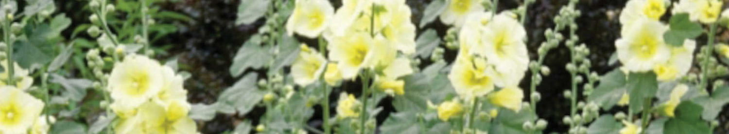 Alcea