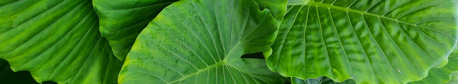 Alocasia