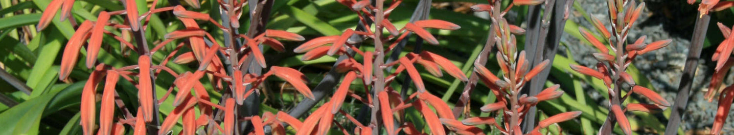 Aloe