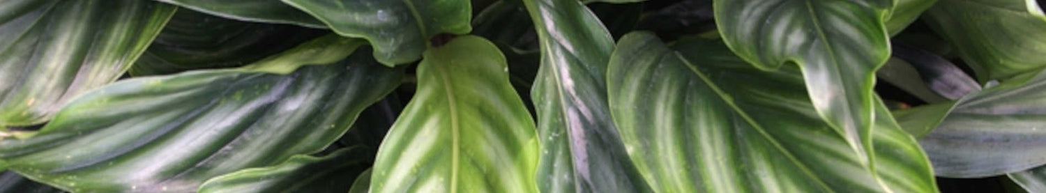 Alpinia