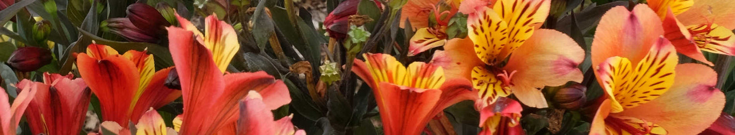 Alstroemeria