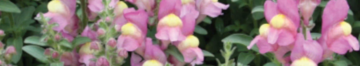 Antirrhinum