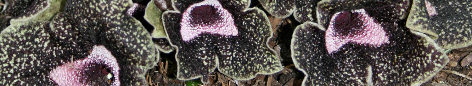 Black Flowering Plants