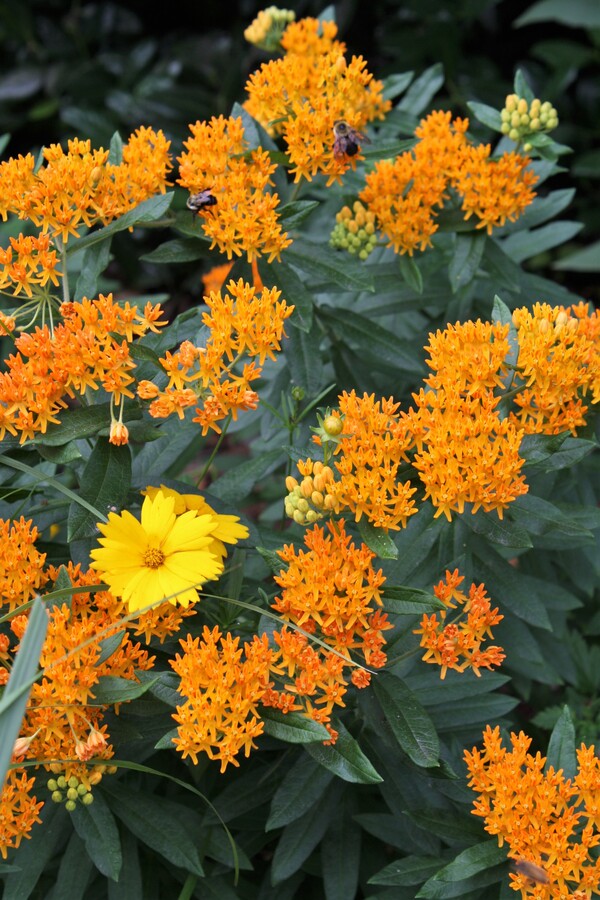 Image of Asclepias tuberosa taken at Juniper Level Botanic Gdn, NC by JLBG