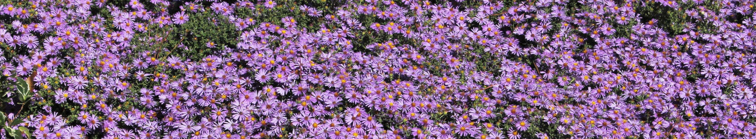 Aster
