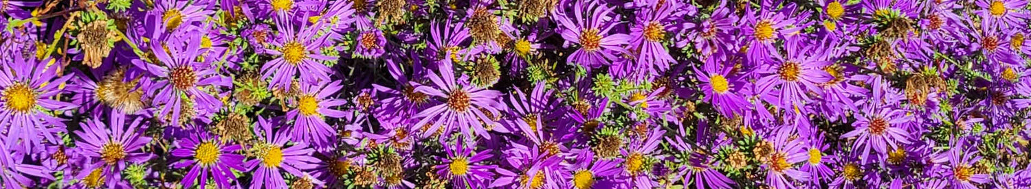 Fall Flowering Plants