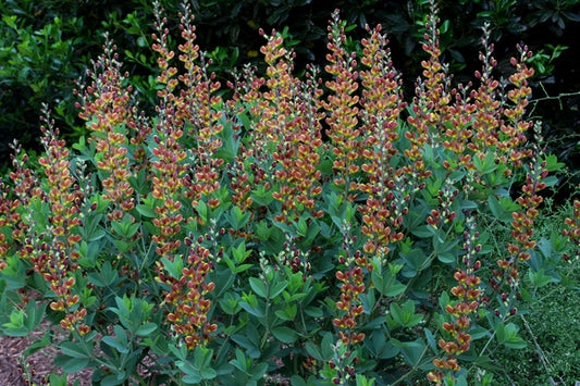 Image of Baptisia 'Cherries Jubilee' PP 23,907 taken at Juniper Level Botanic Gdn, NC by JLBG