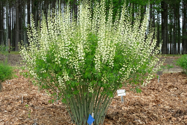 Image of Baptisia 'Lightning Rods' taken at Juniper Level Botanic Gdn, NC by JLBG