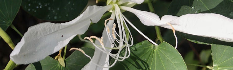 Bauhinia