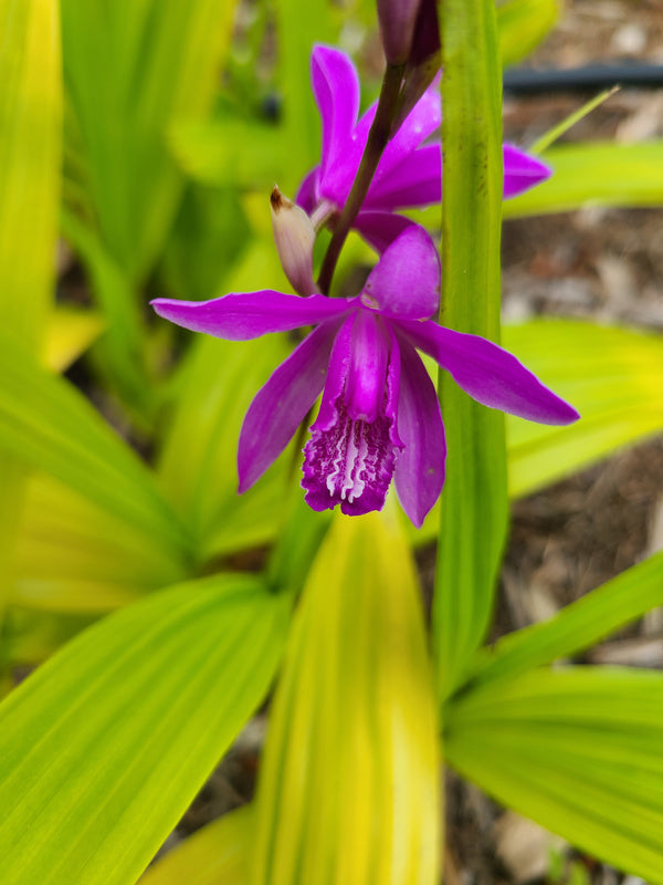 Image of Bletilla striata 'Ogon'