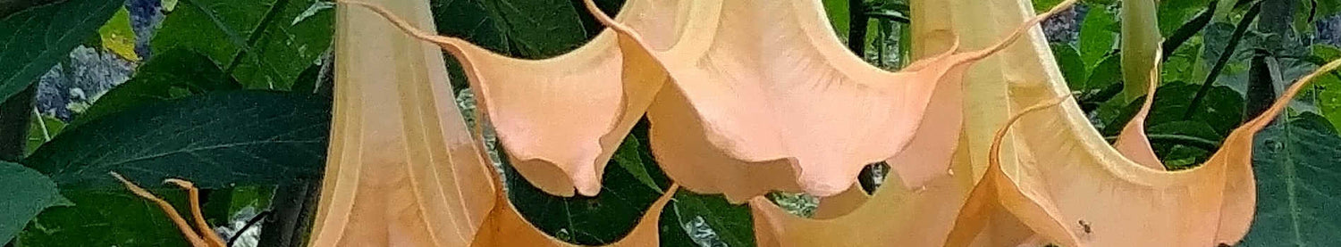 Brugmansia