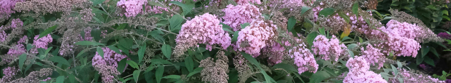 Buddleia