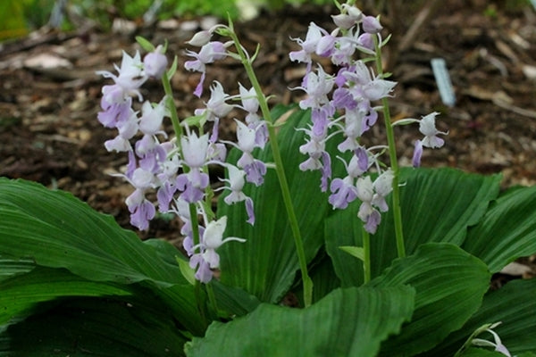 Image of Calanthe reflexa