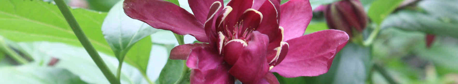 Calycanthus