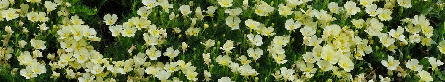 Calylophus