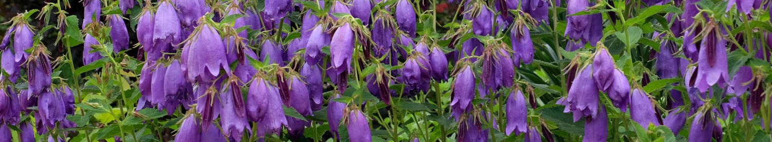 Campanula