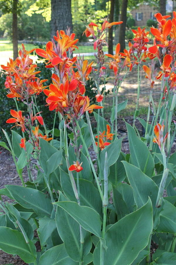 Image of Canna 'Flaming Kabobs'taken at Juniper Level Botanic Gdn, NC by JLBG