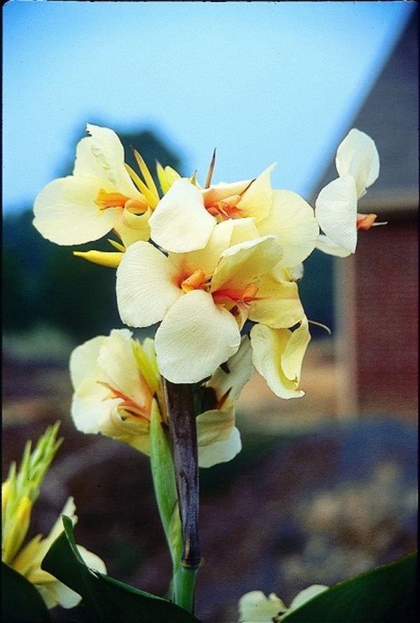 Image of Canna 'Ambassador'