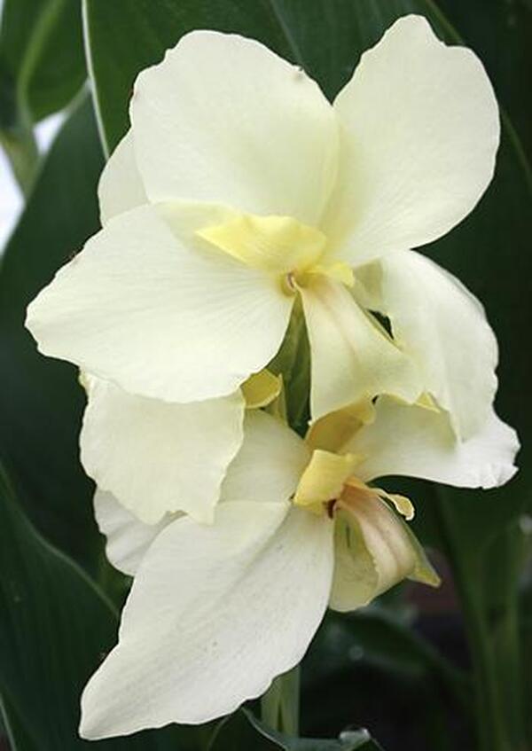 Image of Canna x generalis 'Ermine'