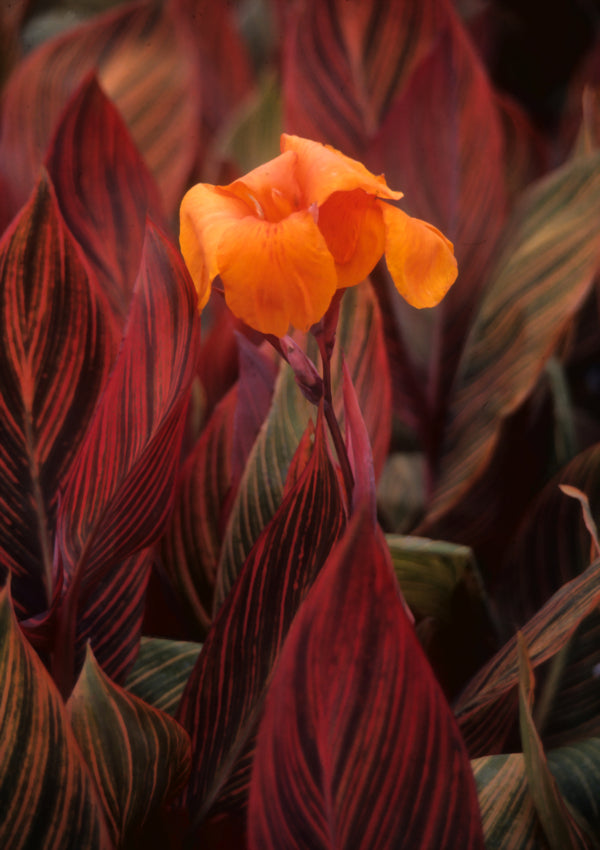 Image of Canna x generalis 'Phasion' taken at Juniper Level Botanic Gdn, NC by JLBG