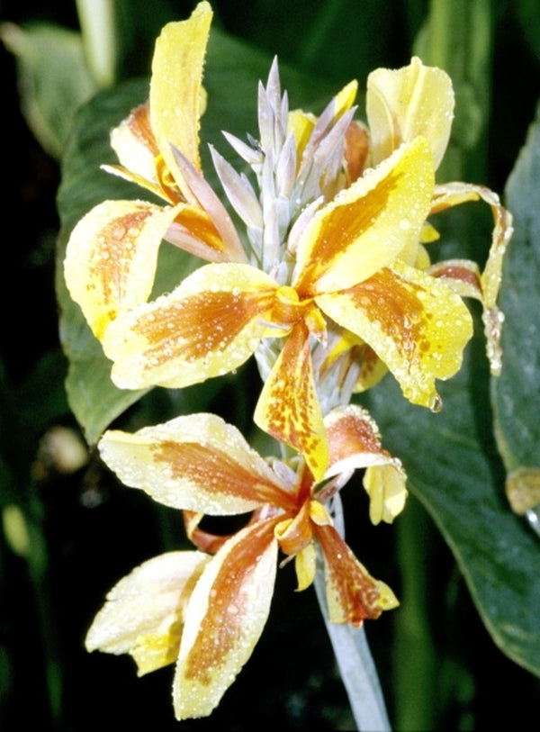Image of Canna 'Reine Charlotte'