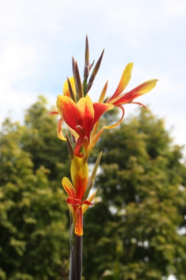 Image of Canna 'Tama-Tulipa'