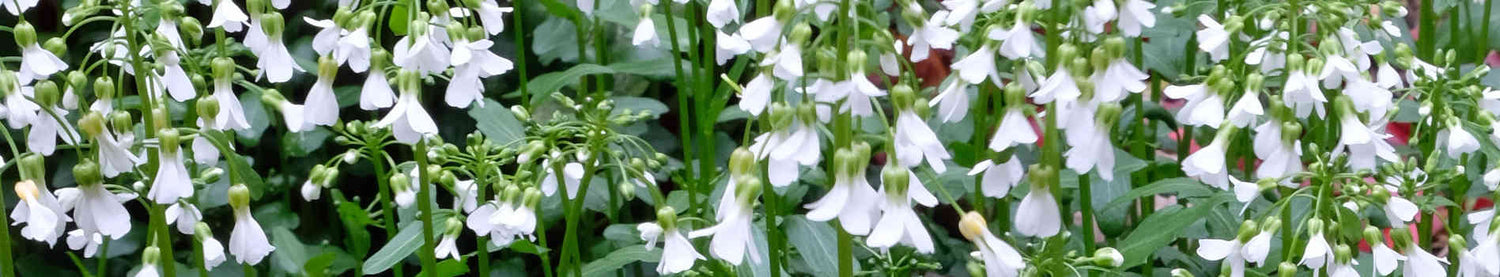 Cardamine