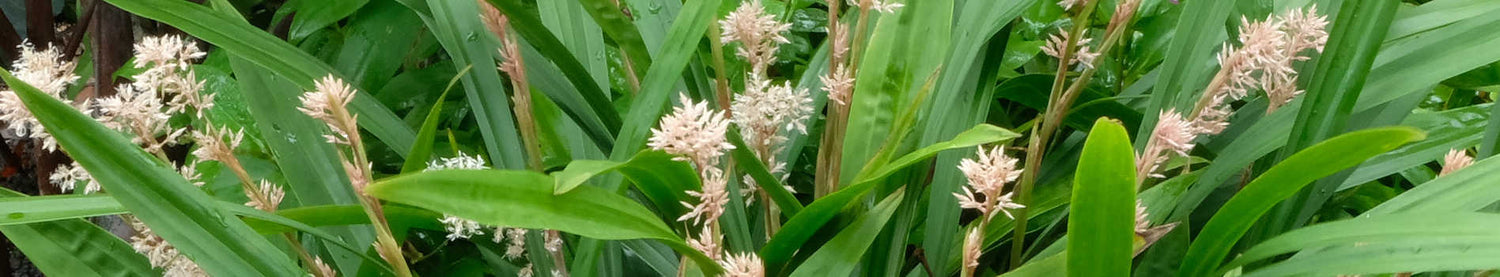 Carex