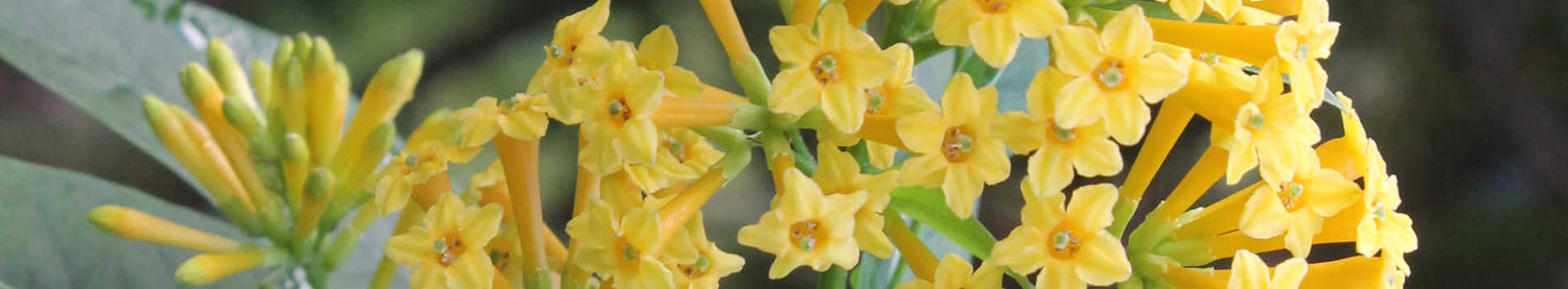Cestrum