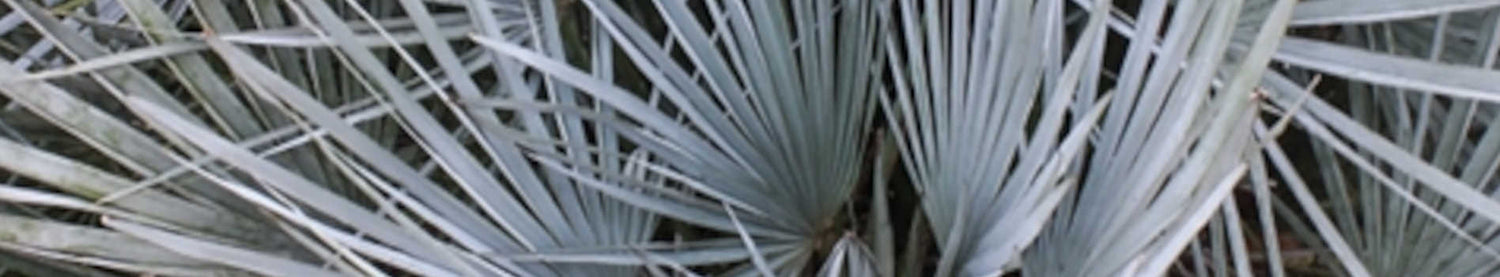 Chamaerops