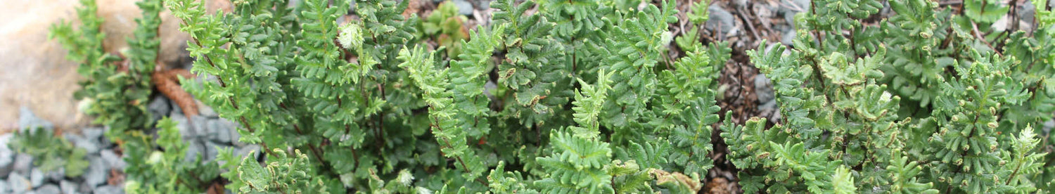 Cheilanthes