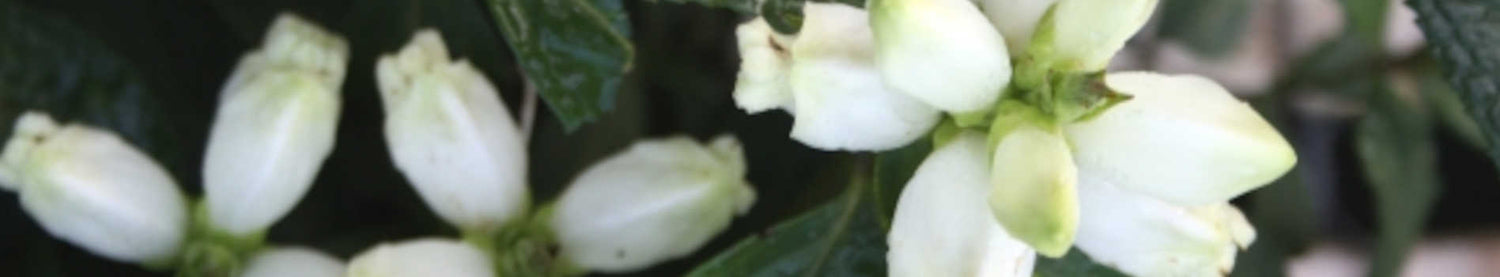 Chelone