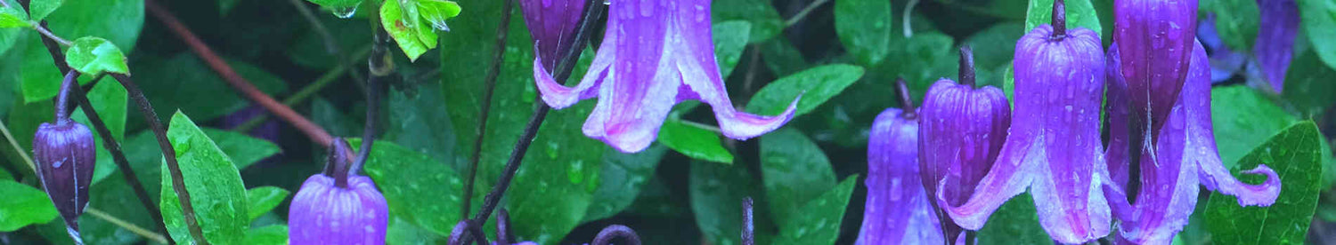 Living Wall