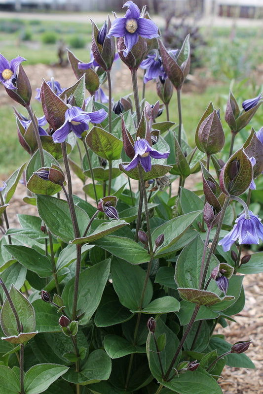 Image of Clematis 'Stand by Me' PP 30,556 taken at Walters Gardens, MI by Walters Gardens