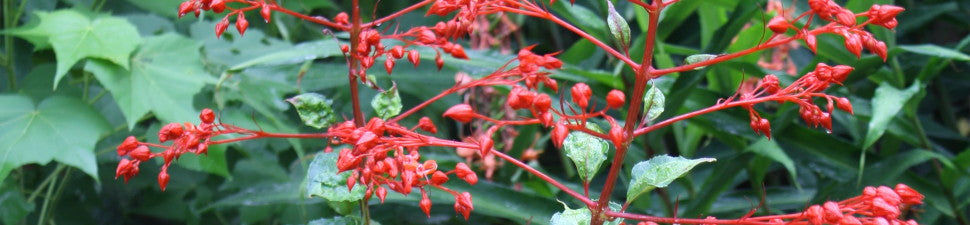 Clerodendrum