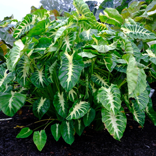 Image of Colocasia esculenta 'Maui Sunrise' PP 31,175 taken at Juniper Level Botanic Gdn, NC by JLBG